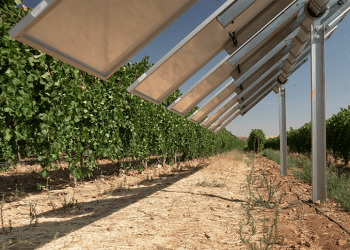 Iberdrola pone en marcha Winesolar, la primera planta agrovoltaica inteligente de España