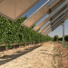 Iberdrola pone en marcha Winesolar, la primera planta agrovoltaica inteligente de España