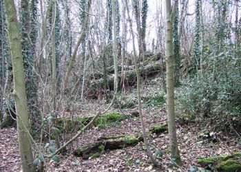 Biomasa forestal. Imagen: Dieter Simon. https://commons.wikimedia.org/w/index.php?curid=622971