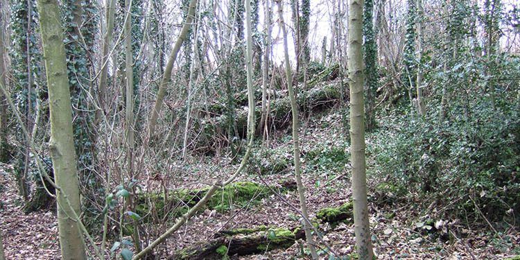 Biomasa forestal. Imagen: Dieter Simon. https://commons.wikimedia.org/w/index.php?curid=622971