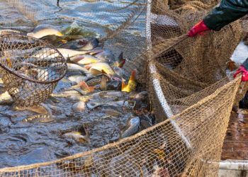 Valorización residuos pesca
