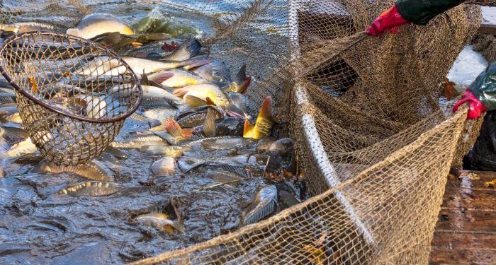 Valorización residuos pesca