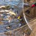 Valorización residuos pesca