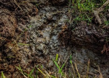 Contaminación del suelo