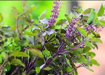Tulsi o albahaca morada.