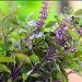 Tulsi o albahaca morada.