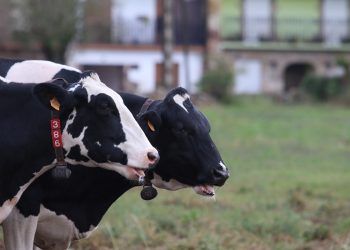 Nestlé invierte más de 1 millón de euros para reducir las emisiones de sus granjas
