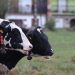 Nestlé invierte más de 1 millón de euros para reducir las emisiones de sus granjas