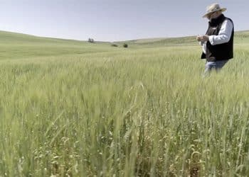 Heineken España y Fertiberia han utilizado los fertilizantes Impact Zero para producir cebada cervecera.