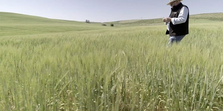 Heineken España y Fertiberia han utilizado los fertilizantes Impact Zero para producir cebada cervecera.