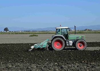 Campo de cultivo. Imagen: Roberto Bernardi