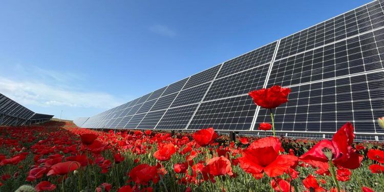 paneles solares