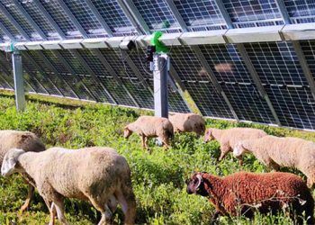 Planta solar de Endesa en Carmona.