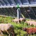 Planta solar de Endesa en Carmona.