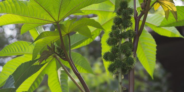 residuos agrícolas para fabricar biolubricantes