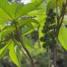 residuos agrícolas para fabricar biolubricantes