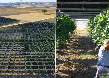 viñedos y energía agrivoltaica