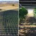 viñedos y energía agrivoltaica