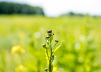 generar energía a través de las plantas