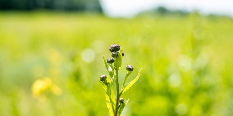 generar energía a través de las plantas