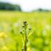 generar energía a través de las plantas