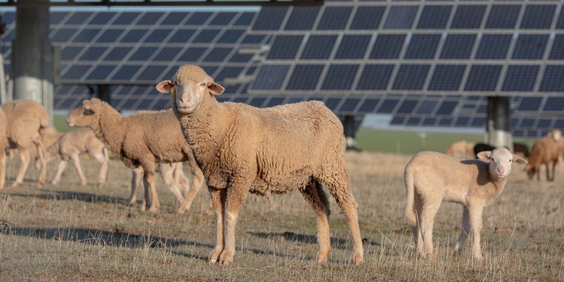 Energía solar y ovejas