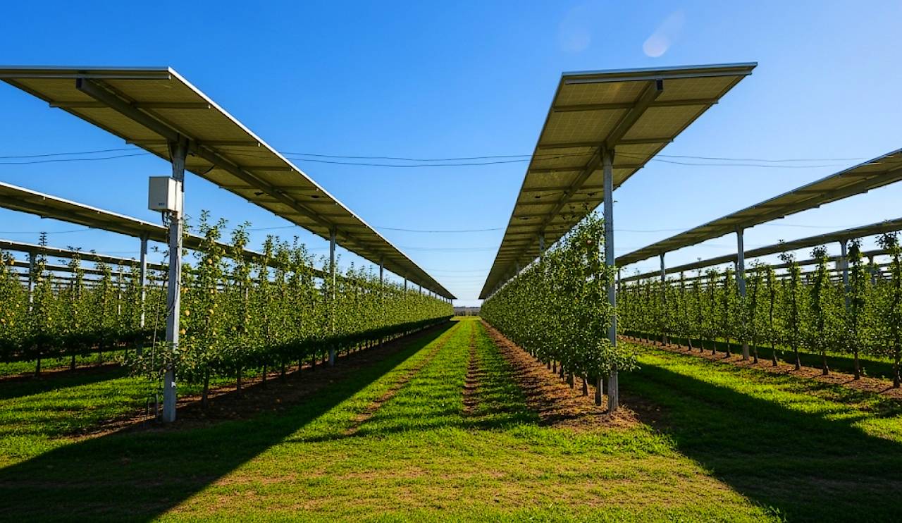 Proyecto agrovoltaico de planta solar y manzanos