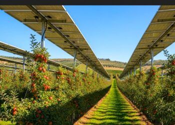 Proyecto agrovoltaico de planta solar y manzanos