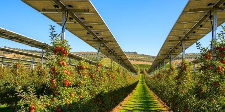 Proyecto agrovoltaico de planta solar y manzanos
