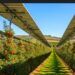 Proyecto agrovoltaico de planta solar y manzanos