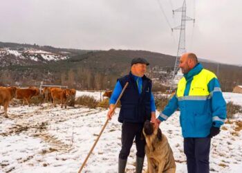 El ganado que pasta en Asturias mantiene limpias las franjas bajo las torres eléctricas y ayuda a prevenir incendios.