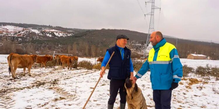 El ganado que pasta en Asturias mantiene limpias las franjas bajo las torres eléctricas y ayuda a prevenir incendios.