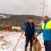 El ganado que pasta en Asturias mantiene limpias las franjas bajo las torres eléctricas y ayuda a prevenir incendios.