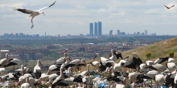 valorización energética