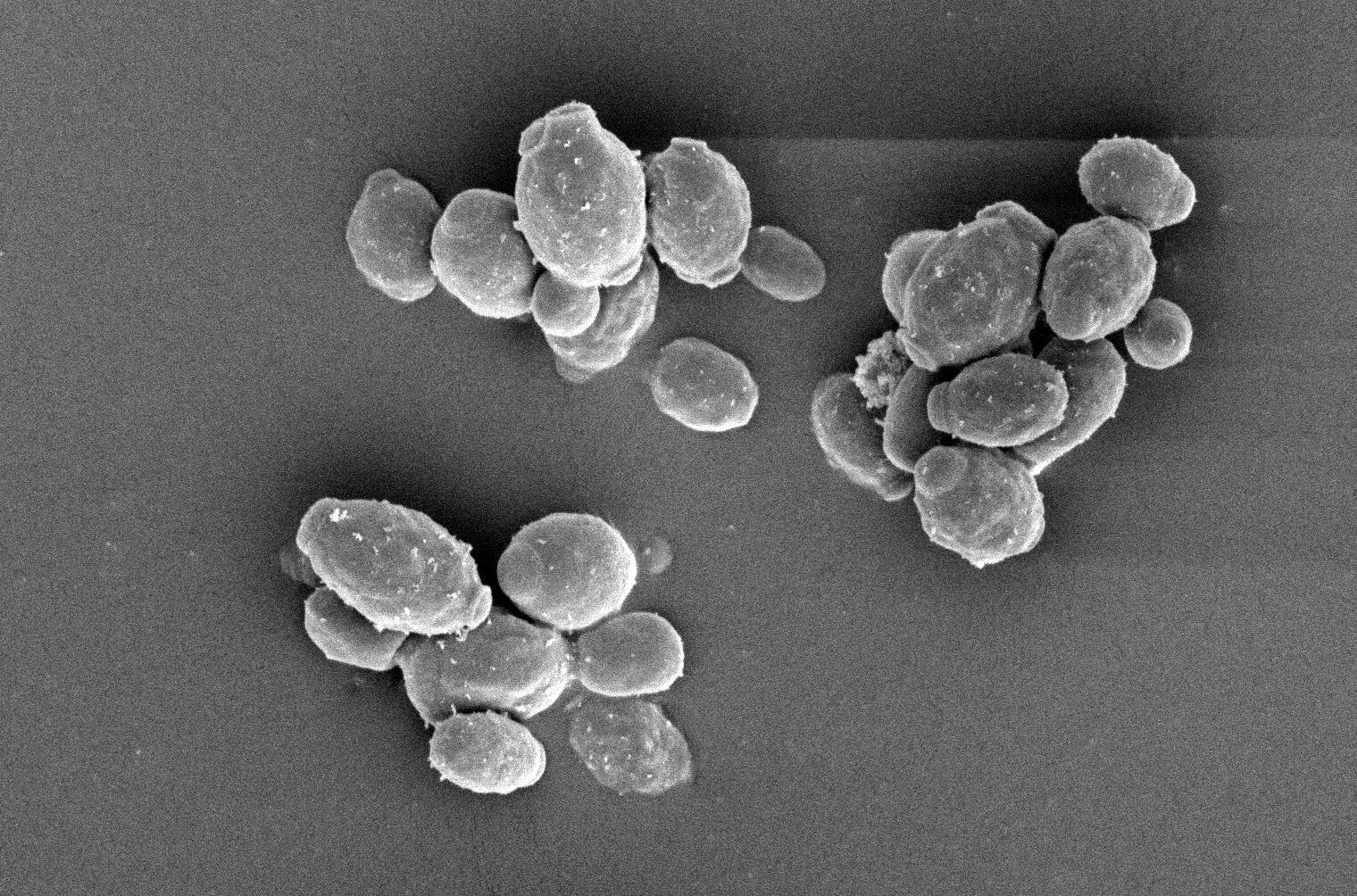 Sostenibilidad en la industria láctea